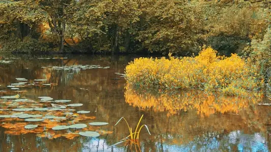 L’étang proche du lavoir de Rochefort-En-Terre est alimenté par le ruisseau de Saint-Gentien.