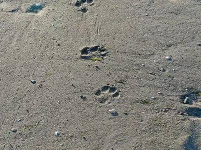 empreinte de chien sur le sable