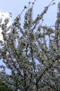 Le cerisier en fleurs