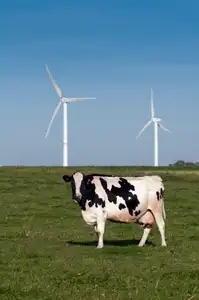 Vache et éoliennes