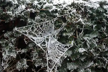 La toile d'araignée en hiver