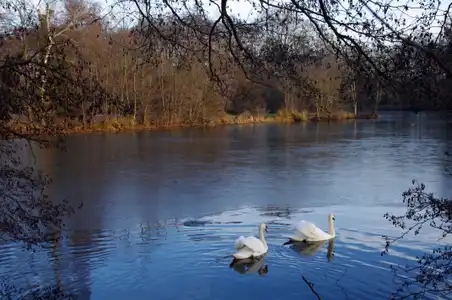 Deux cygnes sur un étang gelé