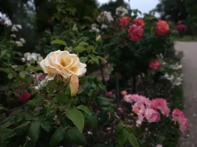 Roses au  jardin du Thabor