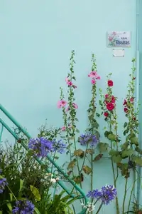 Composition florale devant une maison