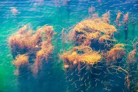 Algues Himanthalia elongata ou spaghetti de mer avec des poissons