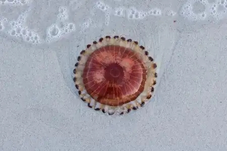 Méduse échouée sur le sable