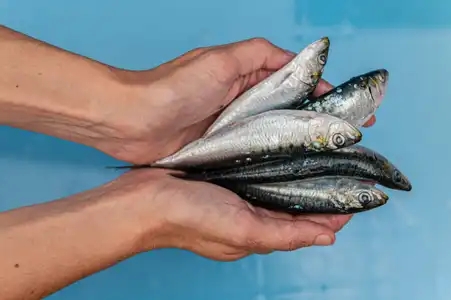 Quelques sardines tenues en main, sur fond bleu