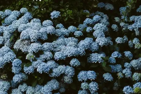 Un grand bosquet d'hortensias bleus