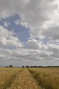 Trace de tracteur dans une parcelle de blé, horizon bas