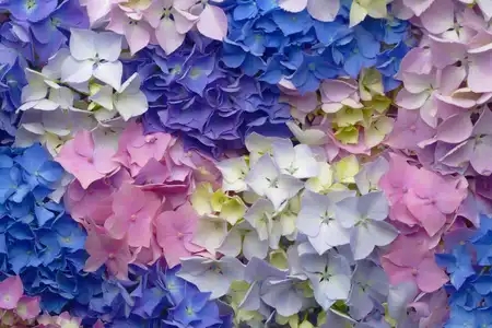 Hortensias en multicolore