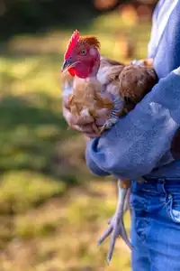 poulet fermier dans les bras de l'éleveur