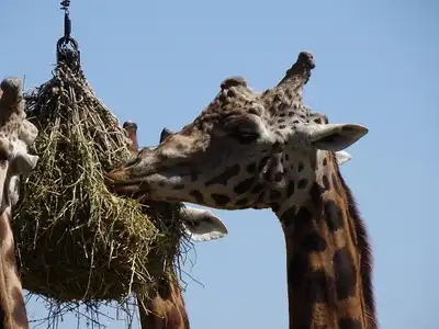 Girafe à Branféré