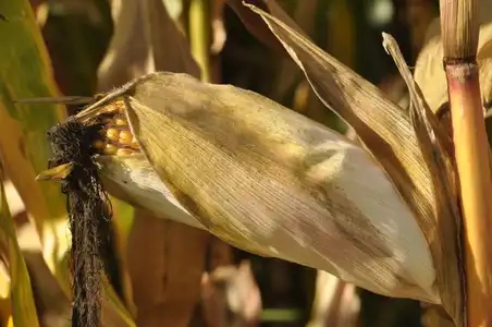 Epi de maïs à l'automne (