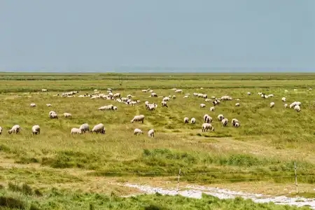 troupeau de moutons dans un pré au bord de la mer