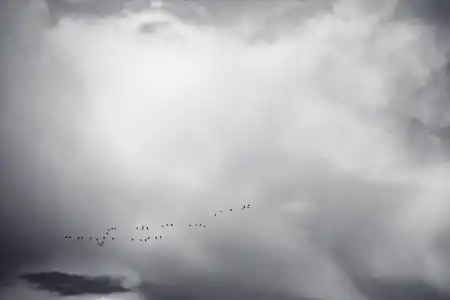 Vol d'étourneau ciel et nuage clairs en noir et blanc