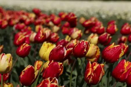 Champs de tulipes à La Torche
