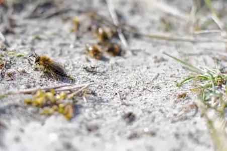 abeille de terre - réserve naturelle de la baie de saint brieuc