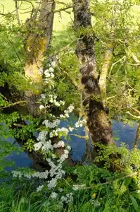 Aubépine en fleurs dans le marais Jean-Jacques Audubon à Couëron