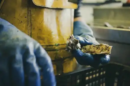 Calibrage des huîtres dans la Baie de Morlaix