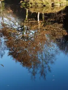 reflets d'automne sur l'étang de Coatgoureden