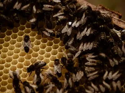Cadre d'abeille avec reine