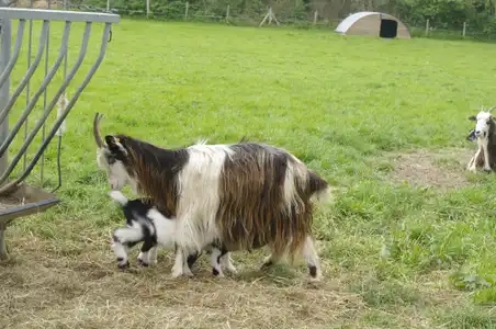 Chèvre et ses petits 