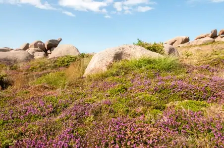 Lande couverte de bruyères en fleur sur le littoral de la côte de granit rose