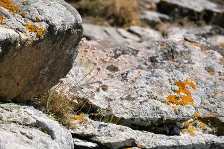 Gazon d’Espagne et lichen sur la roche