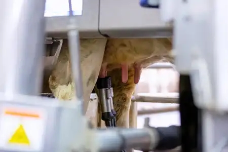 Production laitière : traite automatisée