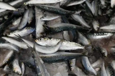 Bain glacé de sardines dans une conserverie
