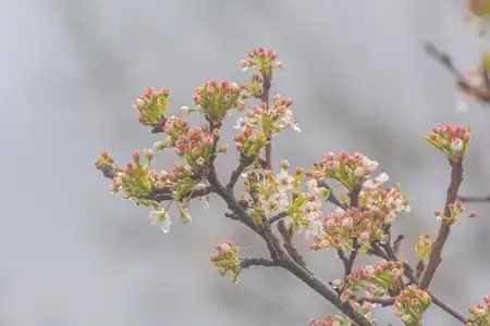 bourgeon en éclosion au printemps