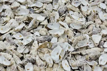 Les huîtres de Cancale sur le marché, coquilles vides