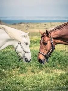 chevaux d'un centre équestre derrière les dunes de Pors-Carn Pays Bigouden