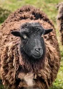 moutons de Ouessant élevage du côté de Pouldreuzic