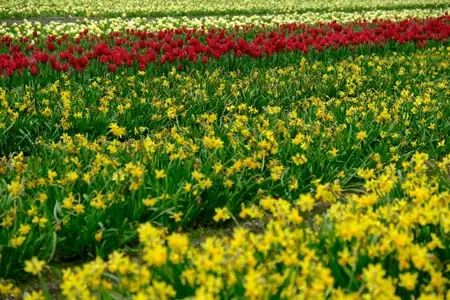 Série des champs de fleurs de plomeur - 1 