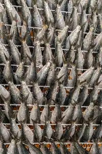 sardines alignées sur des grilles, en conserverie de poisson