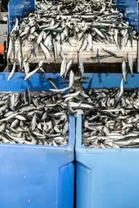 Le grand bain des sardines dans une conserverie