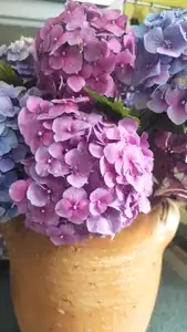 Bouquet d'Hortensia bleu et rose dans vase en grès