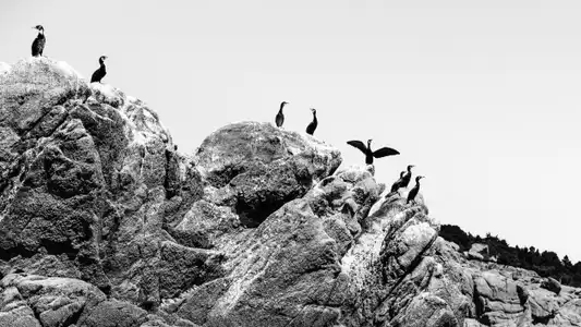 Cormorans sur leur rocher en bord de mer