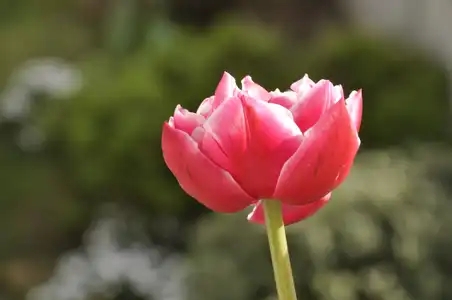 Tulipe rose dans un jardin
