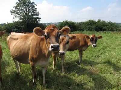 Vaches laitières, jersiaises