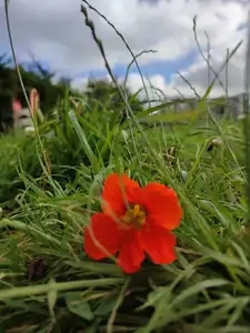 Fleur orange envahi par la végétation en Bretagne