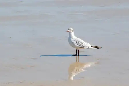 mouette avec son reflet sur le sable