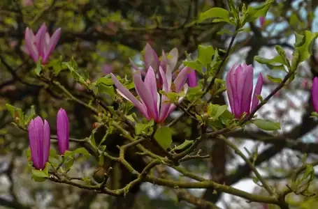 Magnolia en fleurs au parc de Procé à Nantes