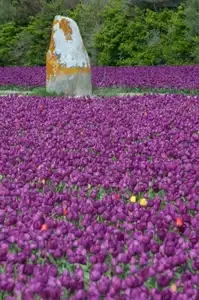 Menhir dans un champ de tulipes violettes