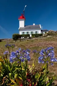 Fleurs d'agapanthes devant le phare de l'île Wrac'h