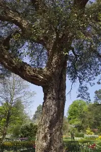 Un chêne-liège au jardin du Thabor