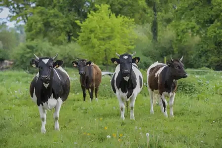 Vaches pie noire dans un champ