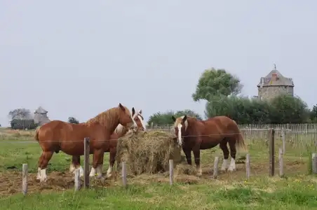 Le repas des trois chevaux