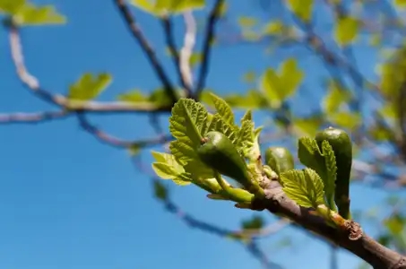 Bourgeons et fructification de figuier, Ficus carica, fig tree - à Nantes